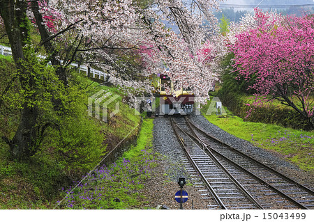 花桃のわたらせ渓谷鉄道７ 15043499