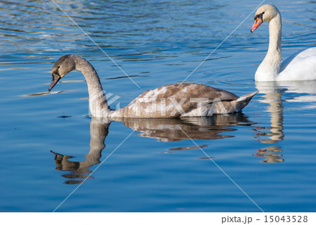 Swans in the water 15043528