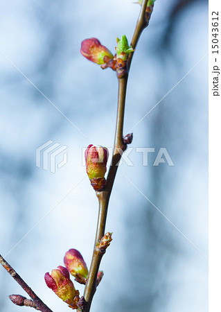 Sping Green Branch 15043612