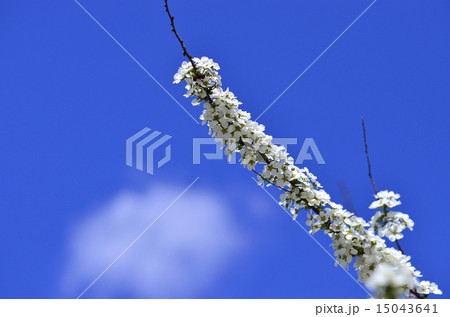 ユキヤナギ（雪柳） 15043641