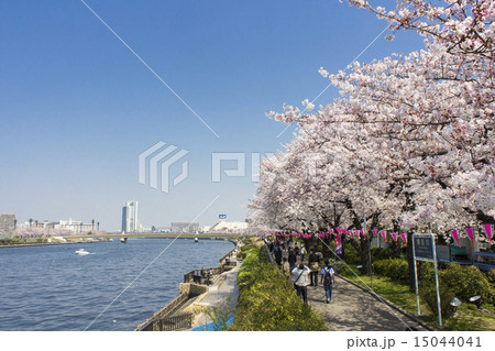 隅田公園の桜 15044041