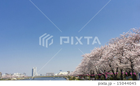 隅田公園の桜 15044045