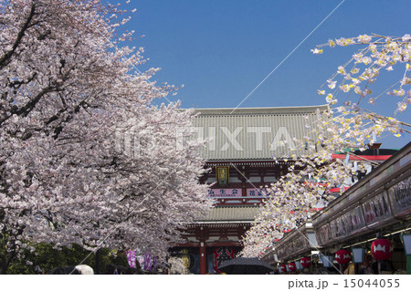 浅草の桜 15044055