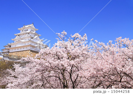 4月兵庫 保存修理工事完了後の姫路城連立式天守群と桜 4月兵庫 保存修理工事完了後の姫路城連立式天守群と桜 15044258