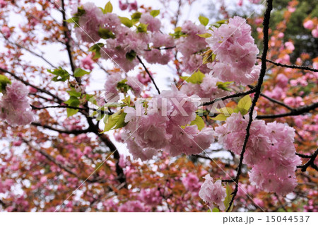 八重紅虎の尾 15044537