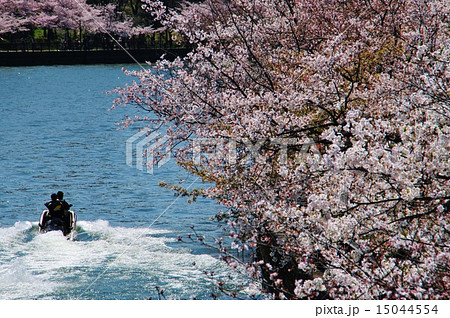 毛馬桜之宮公園 15044554