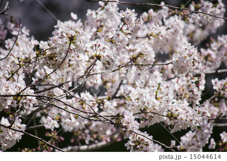 千鳥ケ淵の桜 15044614