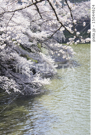 千鳥ケ淵の桜 15044624