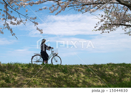 新学期（自転車通学）７　桜とツクシ 15044630