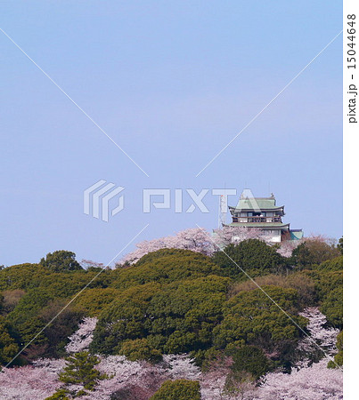 小牧山と小牧城と桜　遠景 15044648