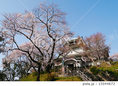 小牧城と桜 小牧城と桜 15044672