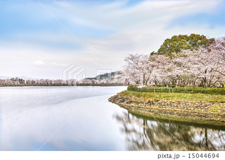 立岡自然公園　全国お花見900景 15044694