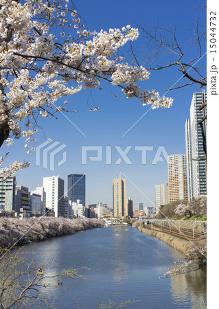 外濠の桜 15044732