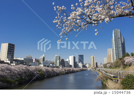 外濠の桜 15044736