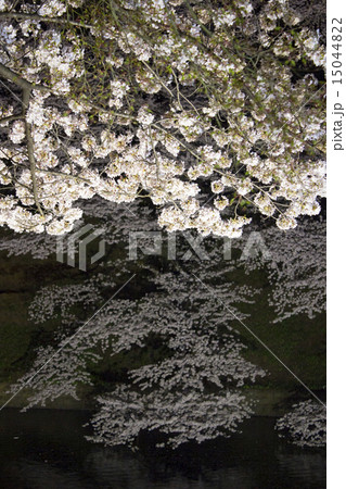 千鳥ケ淵の夜桜 15044822
