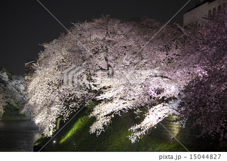 千鳥ケ淵の夜桜 15044827