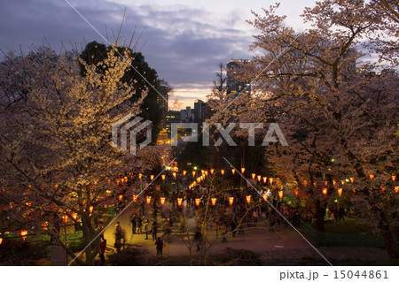 上野公園の夜桜 15044861