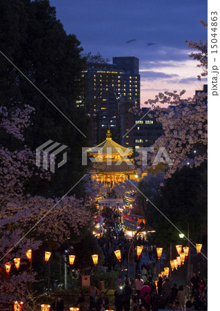 上野公園の夜桜 上野公園の夜桜 15044863