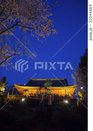 上野公園の夜桜 上野公園の夜桜 15044864