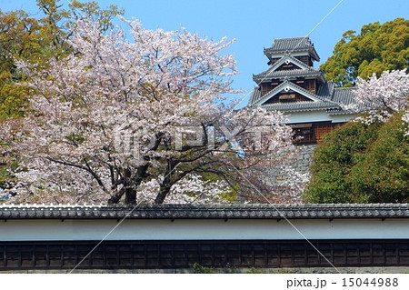春の熊本城　長塀と飯田丸 15044988
