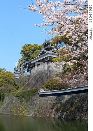 熊本城 飯田丸と桜 熊本城 飯田丸と桜 15044989