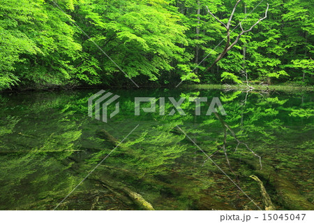 夏の月沼　蔦沼 15045047