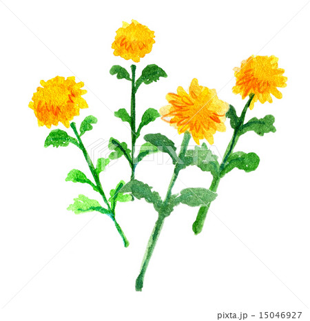 黄色い花　シリーズ3 15046927