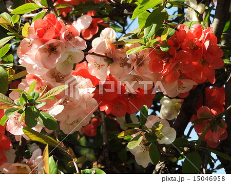 木瓜の花の美しさは格別 赤 白 ピンクが混在しとても綺麗です の写真素材