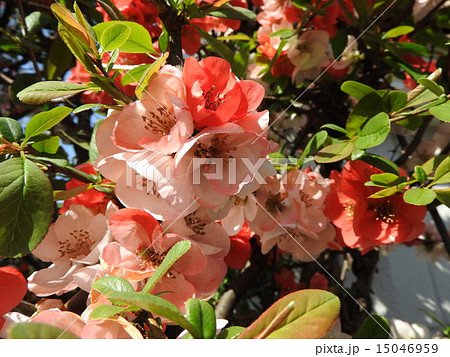 木瓜の花の美しさは格別、 赤・白・ピンクが混在しとても綺麗です。 15046959