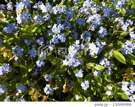 菅原洋一の歌とともに心に残る忘れな草の花。 15046966