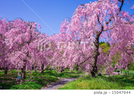 京都府立植物園のしだれ桜 京都府立植物園のしだれ桜 15047044