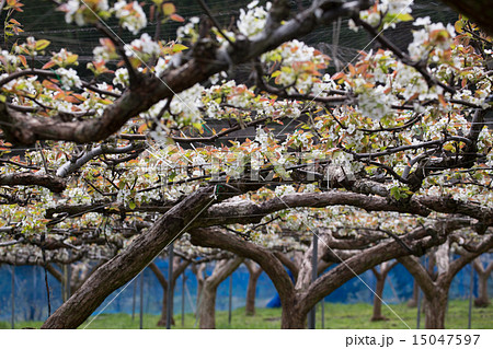 梨畑の満開の花 15047597