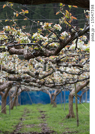 梨畑の満開の花 15047598