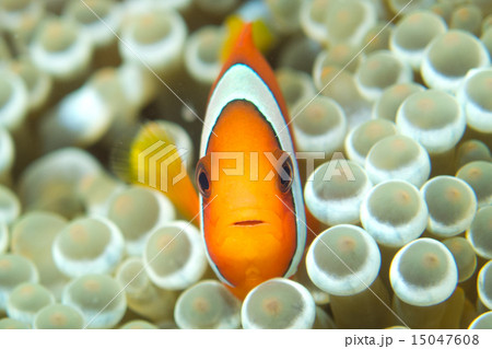 ハマクマノミ 15047608