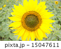 ひまわり 15047611