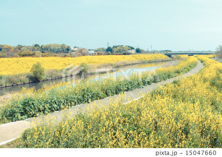 芝川沿いの満開の菜の花　見沼 15047660
