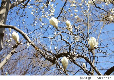 ハクモクレン 15047747