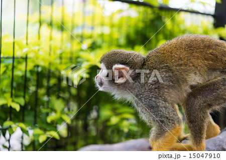 リスザル 15047910