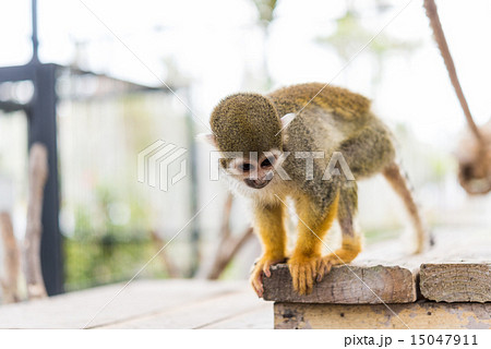 リスザル 15047911