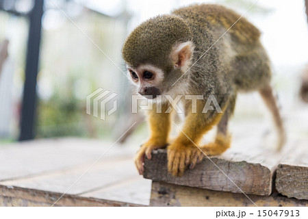 リスザル 15047913