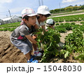 じゃがいも掘り 15048030