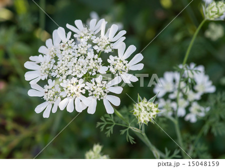 レースフラワー レースフラワー 15048159