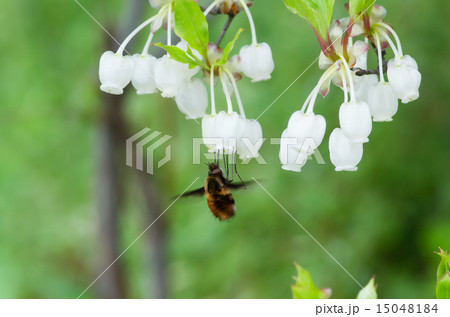 ドウダンツツジの蜜を吸うビロードツリアブの写真素材