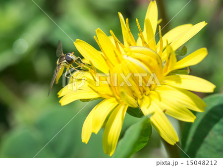 タンポポの花粉を食べるアブの写真素材