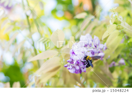 藤の花とクマバチ 15048224