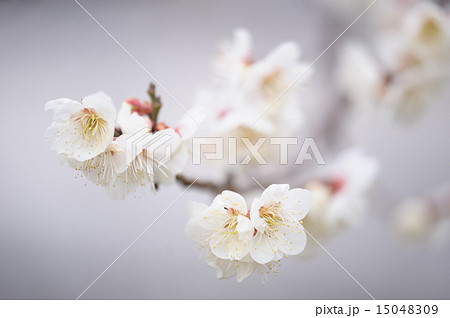 2本に伸びる白梅 15048309