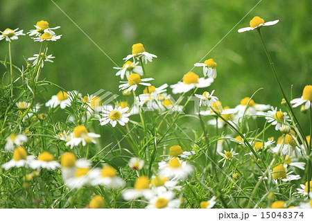 カモミール カモミール 15048374