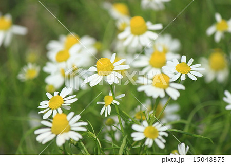 カモミール カモミール 15048375