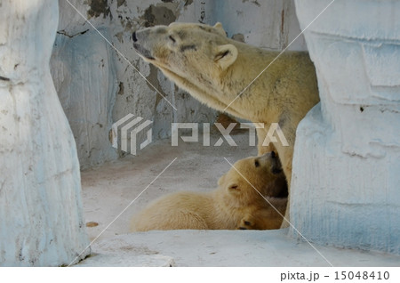 ホッキョクグマの親子(母娘)-赤ちゃんに授乳 ホッキョクグマの親子(母娘)-赤ちゃんに授乳 15048410