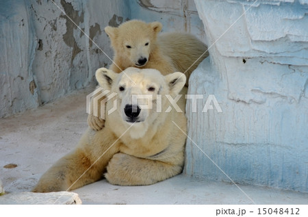 母シロクマに抱きしめられる ホッキョクグマの子彫像 彫刻 幅 約20ｃｍ